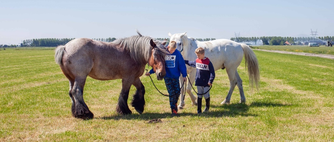 Afbeelding met gras, buiten, lucht, veldAutomatisch gegenereerde beschrijving